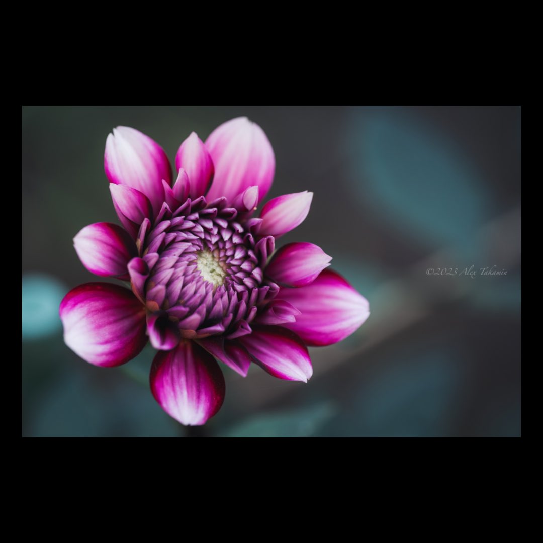 mc75282818's tweet photo. dahlia

#NikonZ6ii #nikonphotography #macrophotography #naturephotography #flowers #flowerphotography https://t.co/syuURWY6Eo