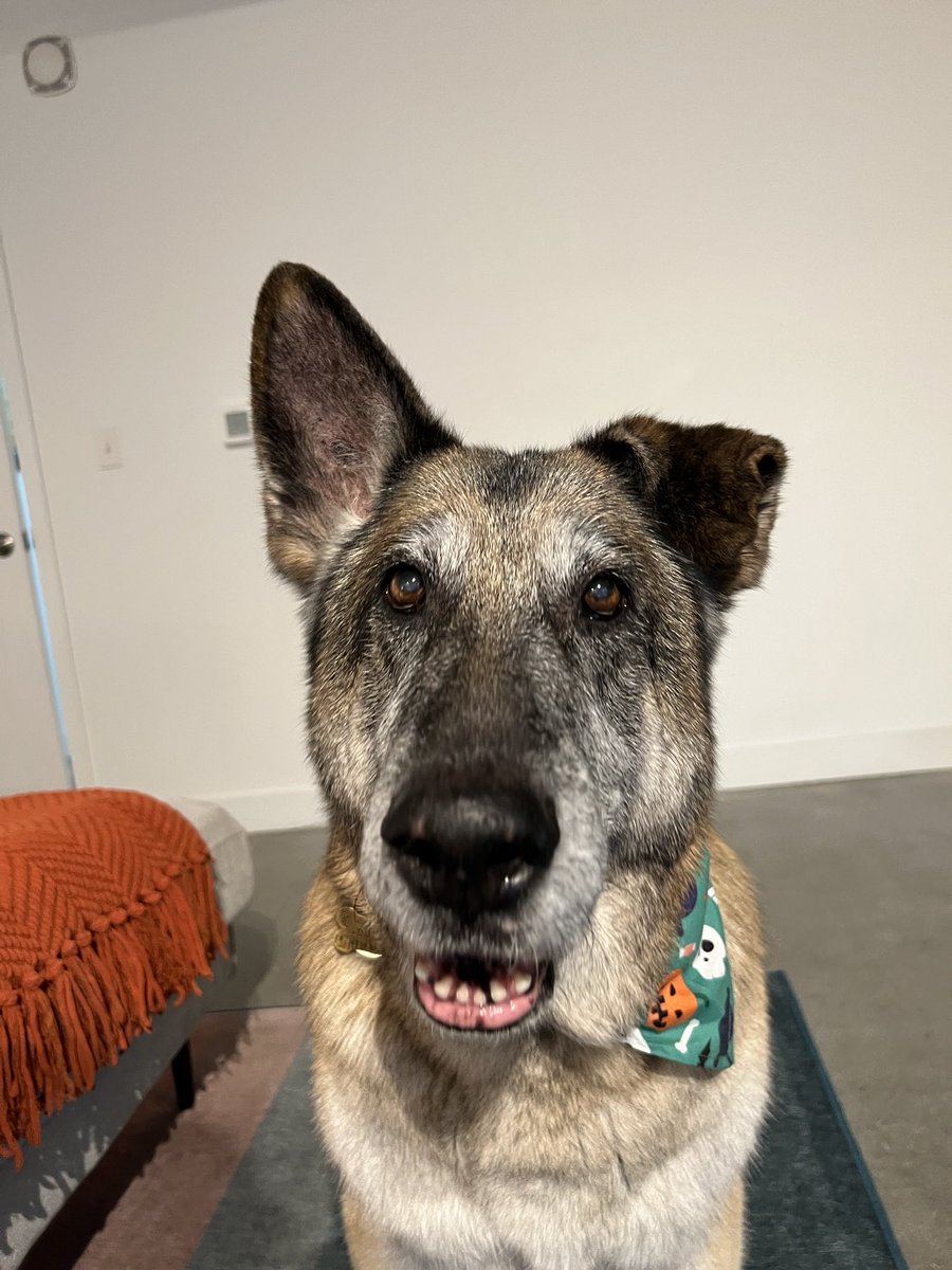 Today is National Boss's Day, and we want to do something special to honor our wonky-eared CEO, Doug. If your pup also has a wonky ear, please reply with a pic of them ❤️