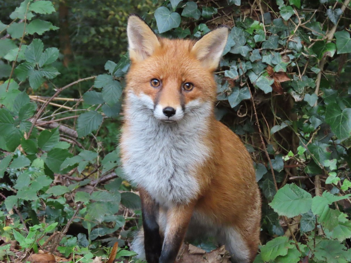 Viv21's tweet photo. And My Wee Friend the Gox from my back Garden..🥰🧡 https://t.co/9c4Ek0uNZu