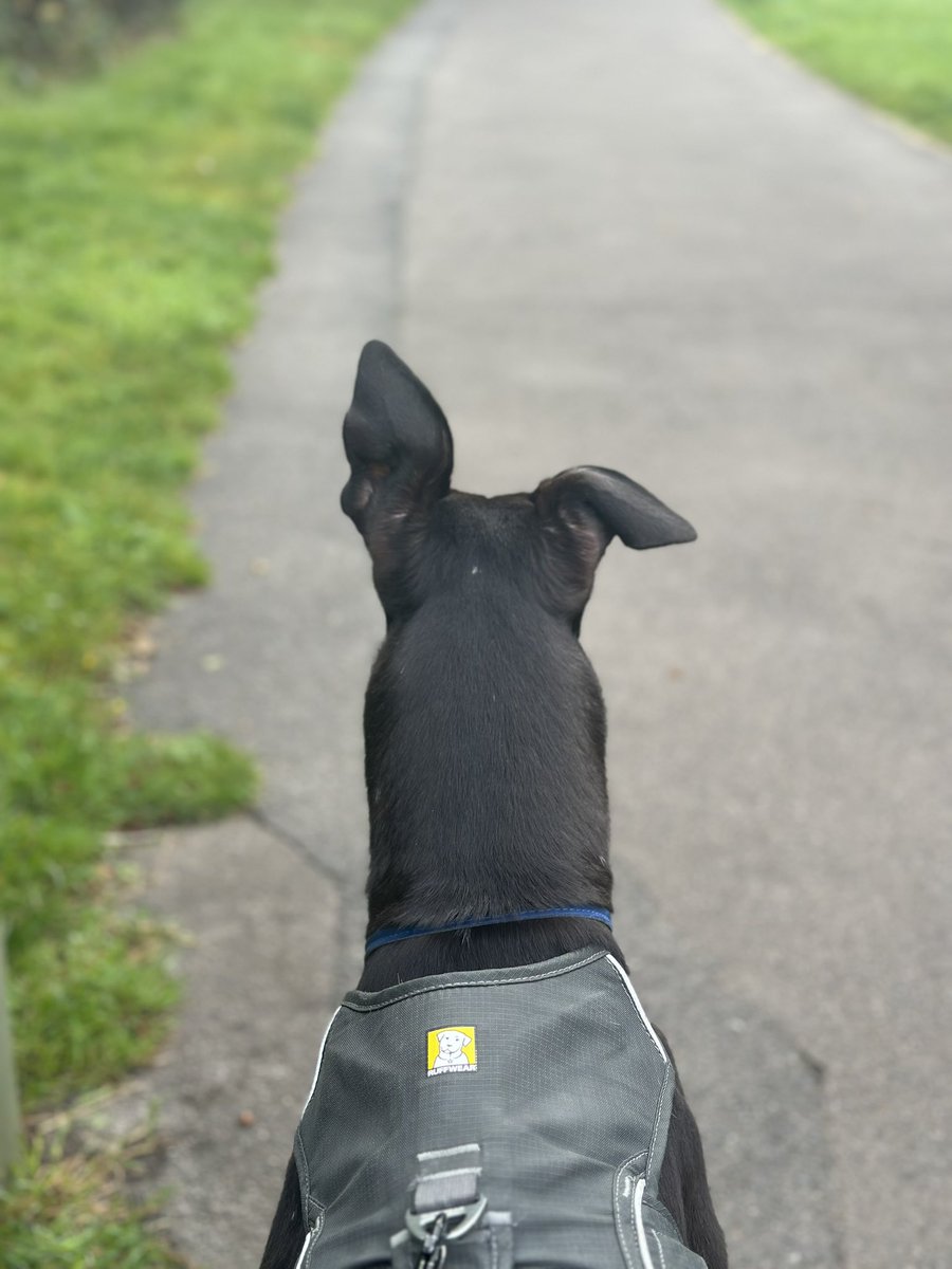 hollydrops13's tweet photo. @dog_rates Wonky? Dunno what you mean 🐾 https://t.co/5h5wCZMGtj