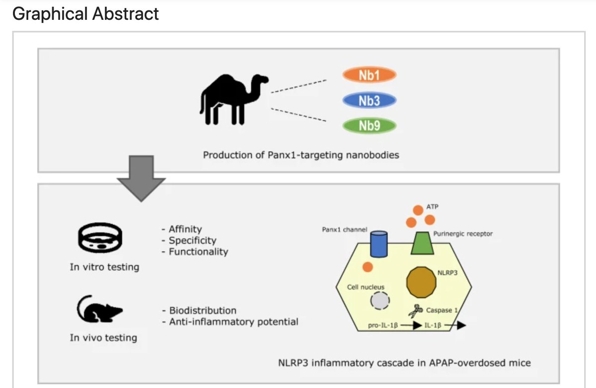 Check out our recently published research article in the Journal of Nanobiotechnology!

Nanobody-based pannexin1 channel inhibitors reduce inflammation in acute liver injury

#Nanobody 
#pannexin1
#inflammation 
@pannexin_papers  

jnanobiotechnology.biomedcentral.com/articles/10.11…