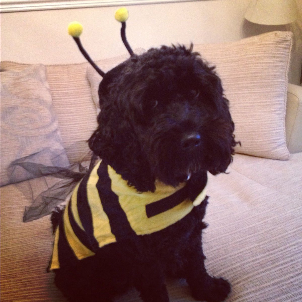 @Tesco #TescoHalloween I love treating the trick or treaters to sweeties and seeing their little faces in their outfits my dog Stanley joins in too in his super scary bumble bee outfit 🕸🕷💀👻🎃