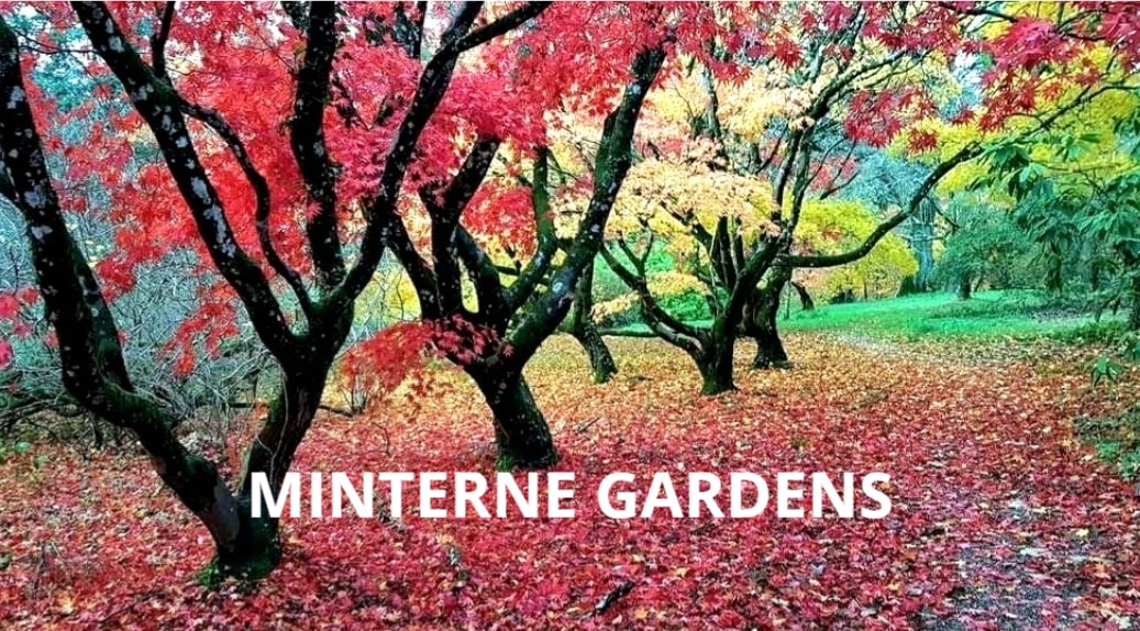 sherbornecastle's tweet photo. On THE GREAT GARDEN TRAIL OF DORSET visit @Minterne_Garden @fordeabbey @sherbornecastle @Athelhampton @mapperton @abbotsbury and revel in glorious Autumn colour.  Grab your @Historic_Houses card and your wellies! https://t.co/CslIDj29EP