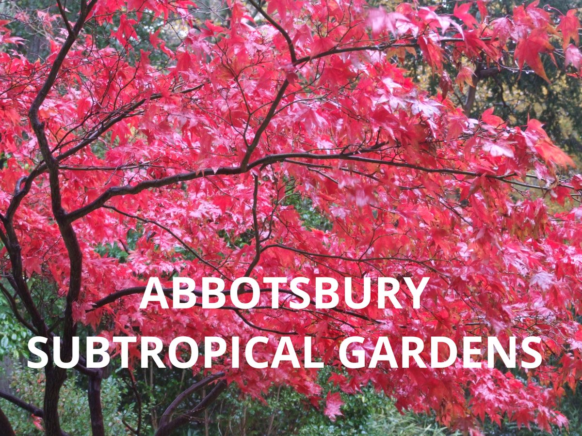 On THE GREAT GARDEN TRAIL OF DORSET visit <a href="/Minterne_Garden/">Minterne Gardens</a> <a href="/fordeabbey/">Forde Abbey & Gardens</a> <a href="/sherbornecastle/">Sherborne Castle</a> <a href="/Athelhampton/">Athelhampton House</a> <a href="/mapperton/">Mapperton House & Gardens</a> @abbotsbury and revel in glorious Autumn colour.  Grab your <a href="/Historic_Houses/">Historic Houses</a> card and your wellies!