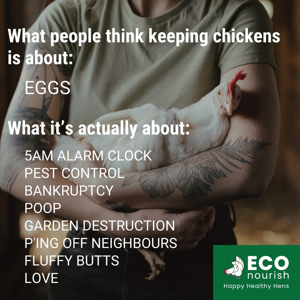 But would we have it any other way? 🥰😅 #ECOnourish #chickensaspets #petchickens #pethens #loveyourchickens #welovechickens #chickensarelife #flock #chickenkeeping #chickenkeepersuk #eggspensivepets