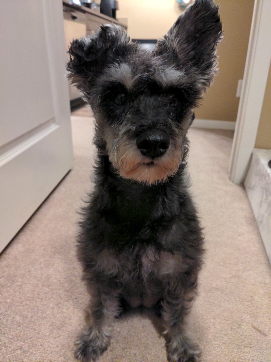 Babbleloo's tweet photo. @dog_rates This is Belle, her ears are perfect and I never want them to change https://t.co/99V23Bvztv
