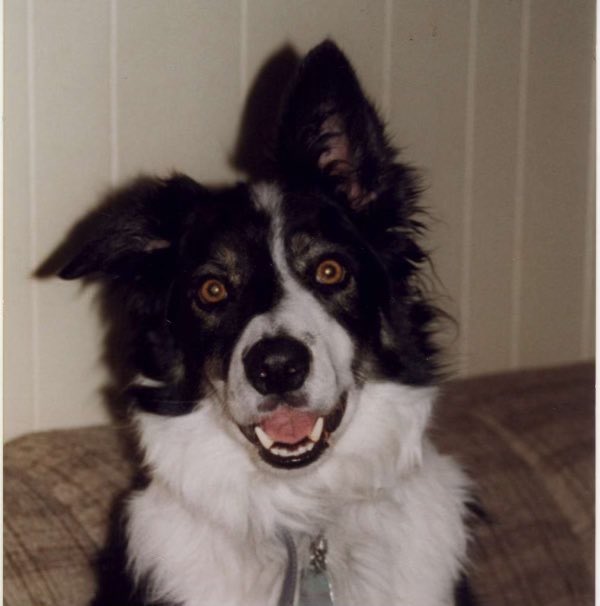 rinfeet's tweet photo. @dog_rates My family’s first dog Casan! https://t.co/HwNXx0R7Bv