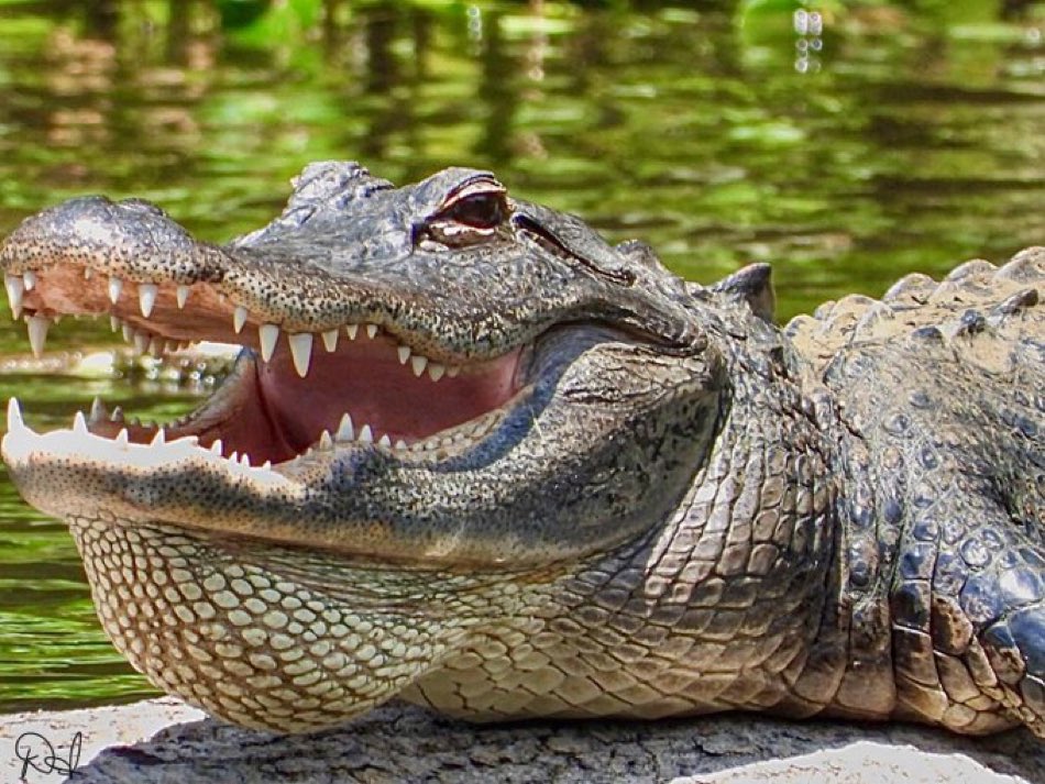 Happy Croctober 🐊