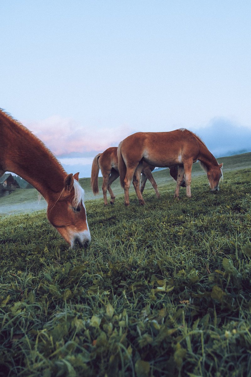 Misty morning at Alpe di Siusi 🤍
