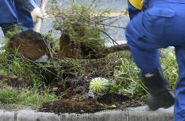 Johnny_suputama's tweet photo. A rogue watermelon growing in a roadside median has become a symbol of grit and perseverance in Osaka. 

Worried that spectators would begin gathering, authorities have carefully transplanted it and are deciding on its new home. 

Never change, Osaka

https://t.co/7APMPzcvYe https://t.co/3UgImqa48Z