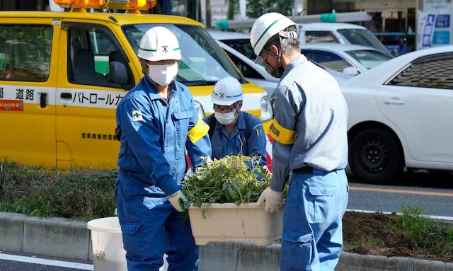 A rogue watermelon growing in a roadside median has become a symbol of grit and perseverance in Osaka. 

Worried that spectators would begin gathering, authorities have carefully transplanted it and are deciding on its new home. 

Never change, Osaka

sankei.com/article/202310…