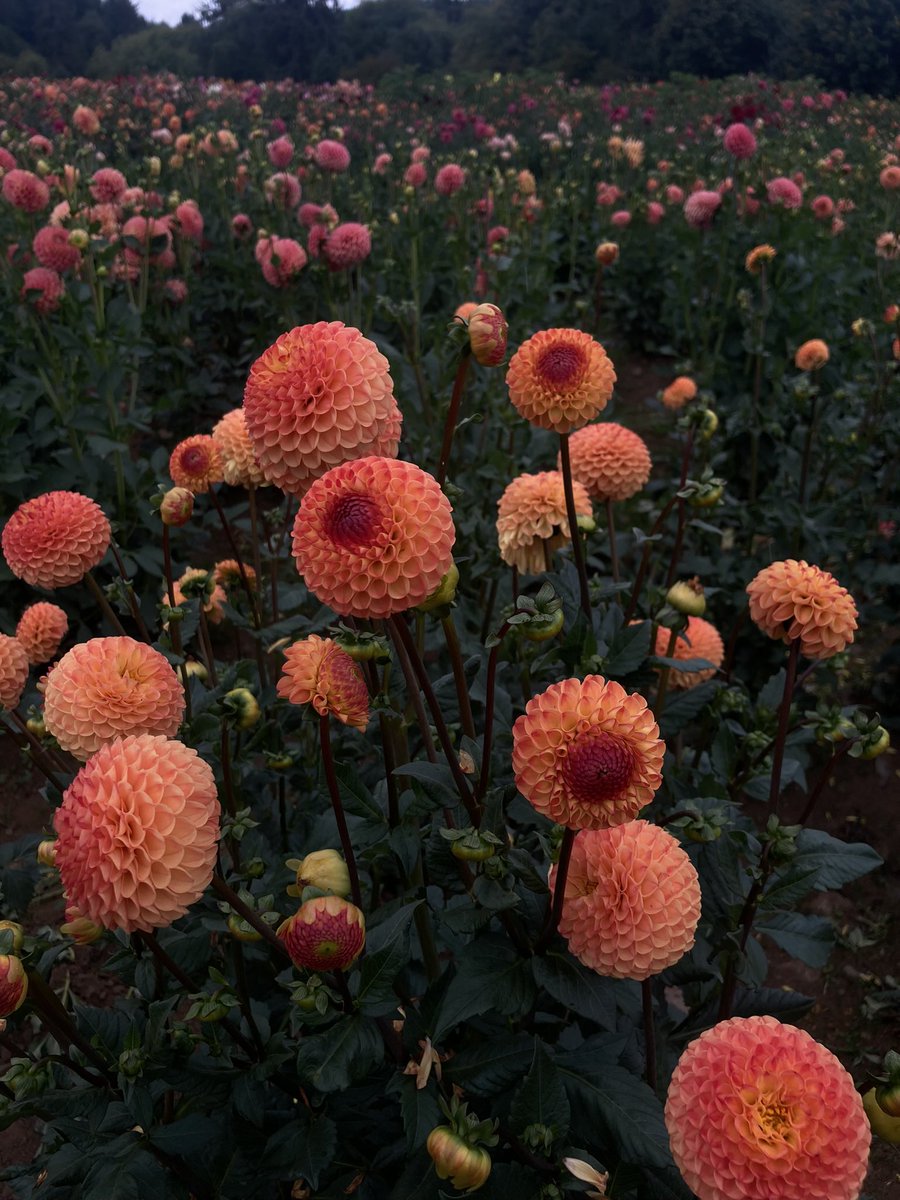 𝔥𝔢𝔵𝔱𝔞𝔭𝔢𝔰 tweet media