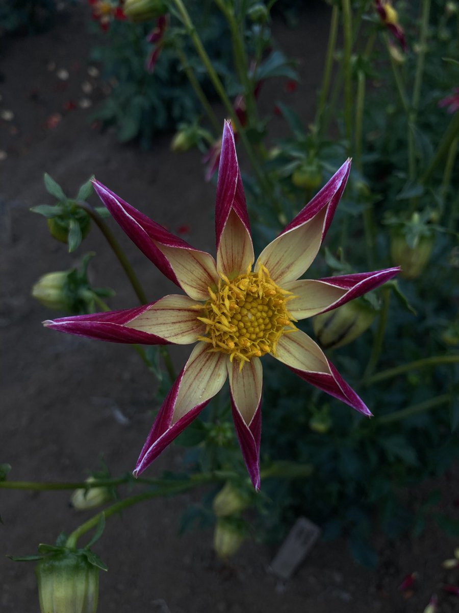 𝔥𝔢𝔵𝔱𝔞𝔭𝔢𝔰 tweet media