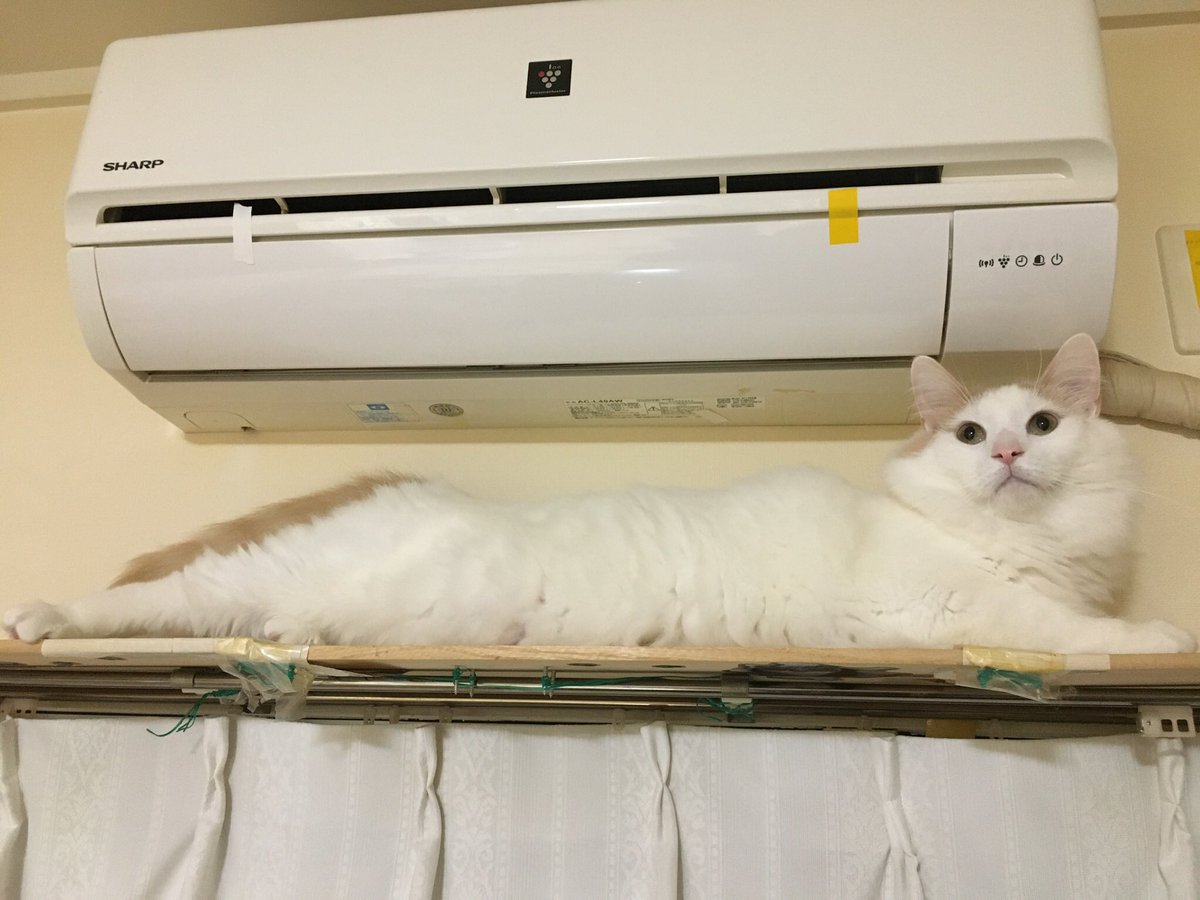 genki02023's tweet photo. ＃猫のいる生活  
＃猫家族　
#デカイ猫 https://t.co/U8IclkBXsS