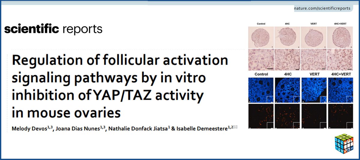 🚨Lab publication alert !!! 👉 Check our last publication on the regulation of follicle activation through Hippo pathway ! 👉nature.com/articles/s4159… #fertility #reproteam #science #research #phdlife #ovary #obgyn #reproduction @SciReports @ULBRecherche @SIGFertPreser