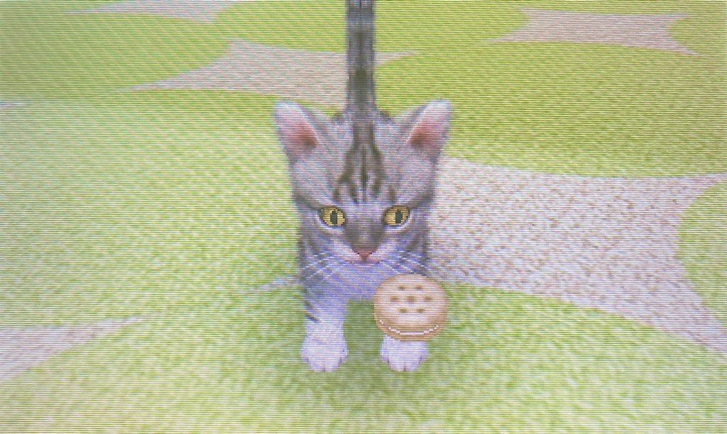 letspetkittens's tweet image. my kitty on nintendogs + cats🐾