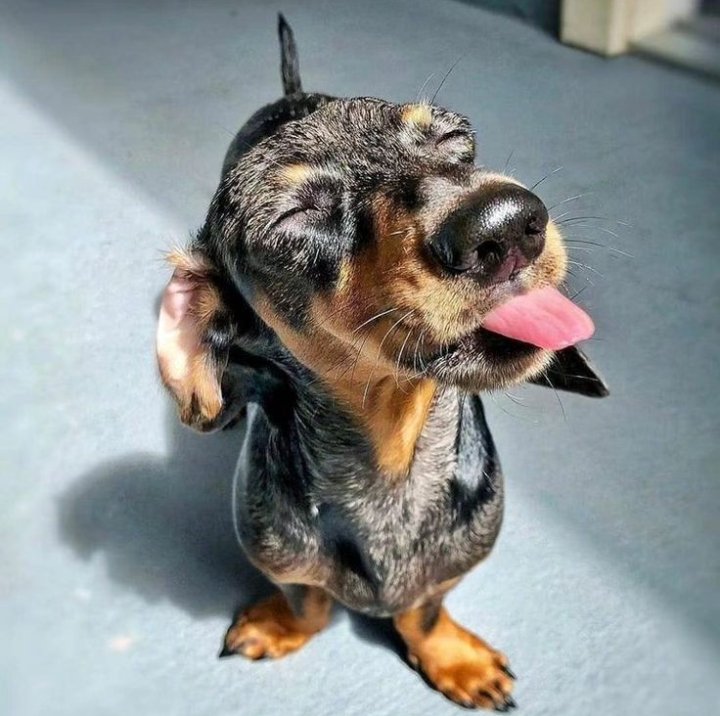 vitamin D collection... 

#Dachshund #dog