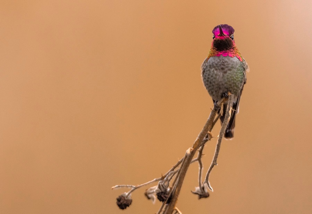 🌈 Vibrant hues, delicate feathers, and a mesmerizing dance in mid-air - behold the stunning palette of nature's greatest artist, Anna's Hummingbird!