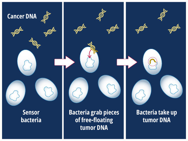 Engineered bacteria can detect tumor DNA that has been shed into the gut by colorectal tumors, a new study in mice shows. The bacteria are programmed to seek and capture DNA containing a specific genetic change found in cancer. spr.ly/6013upJ8b #CancerDetection