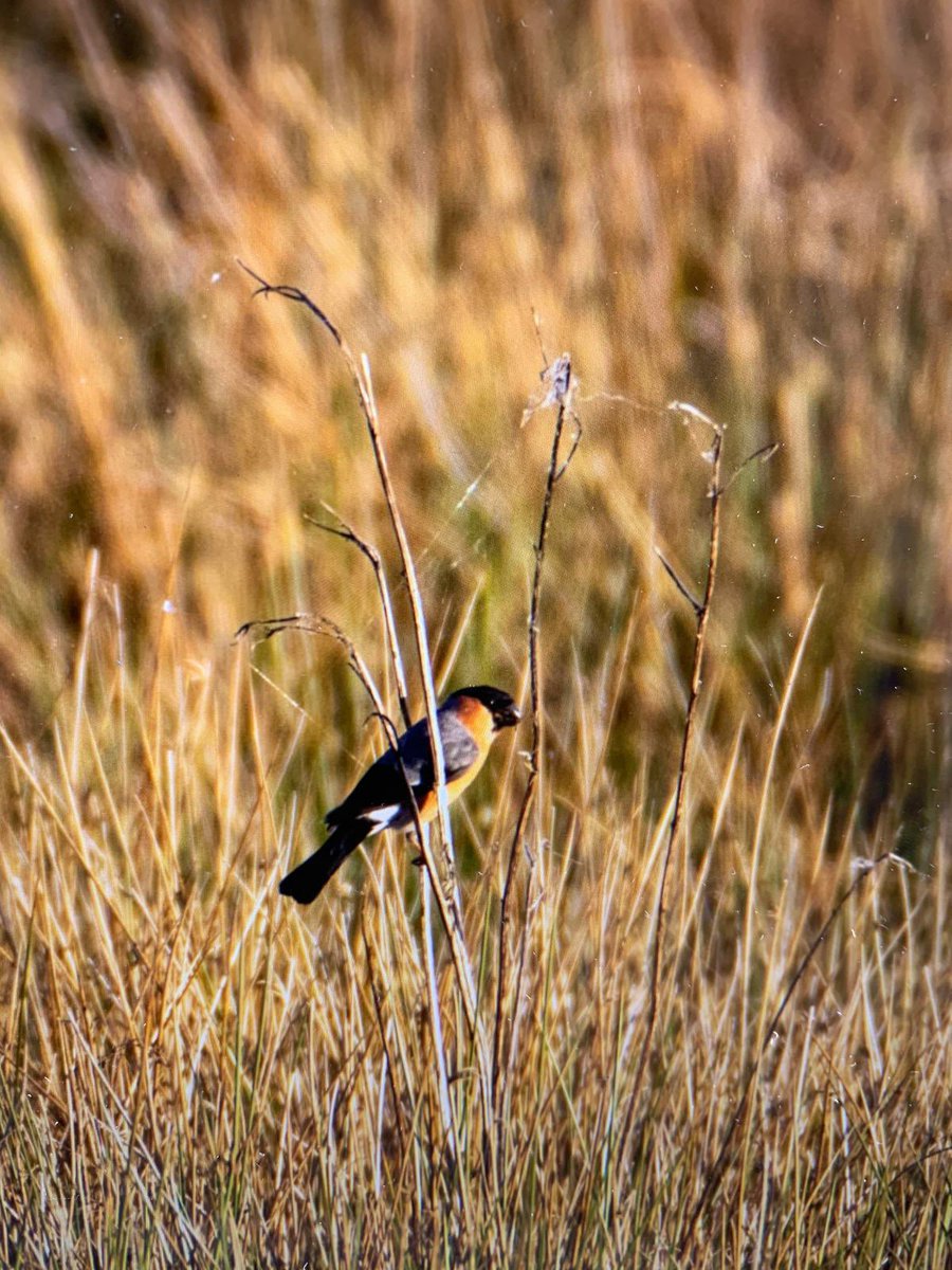 The beautiful rose-red breast, large black cap and thick bill make the #Bullfinch an easy visitor to identify when exploring the reserve this autumn! 🐦🧡 Please keep dogs on a lead at all times.🐶 #WildlifeTrust #ParcSlip #NatureReserve #DiscoveryGateway 📸Karen Jane Edwards