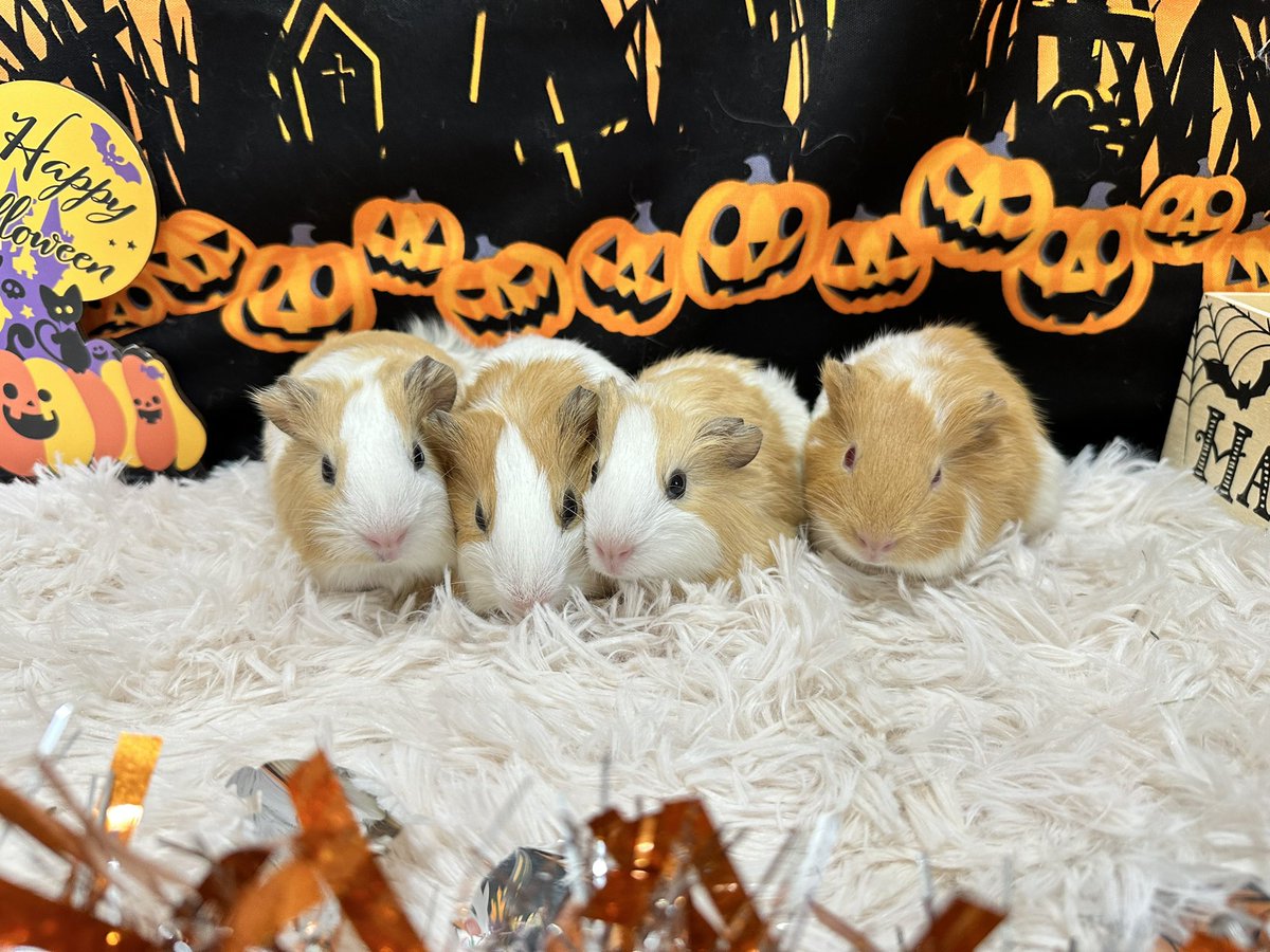 puipui_cavys's tweet photo. ９／28生まれのイングリッシュモルモット4兄妹、10/19��りお迎え可能です！

#モルモット https://t.co/KmsXsl9mmS