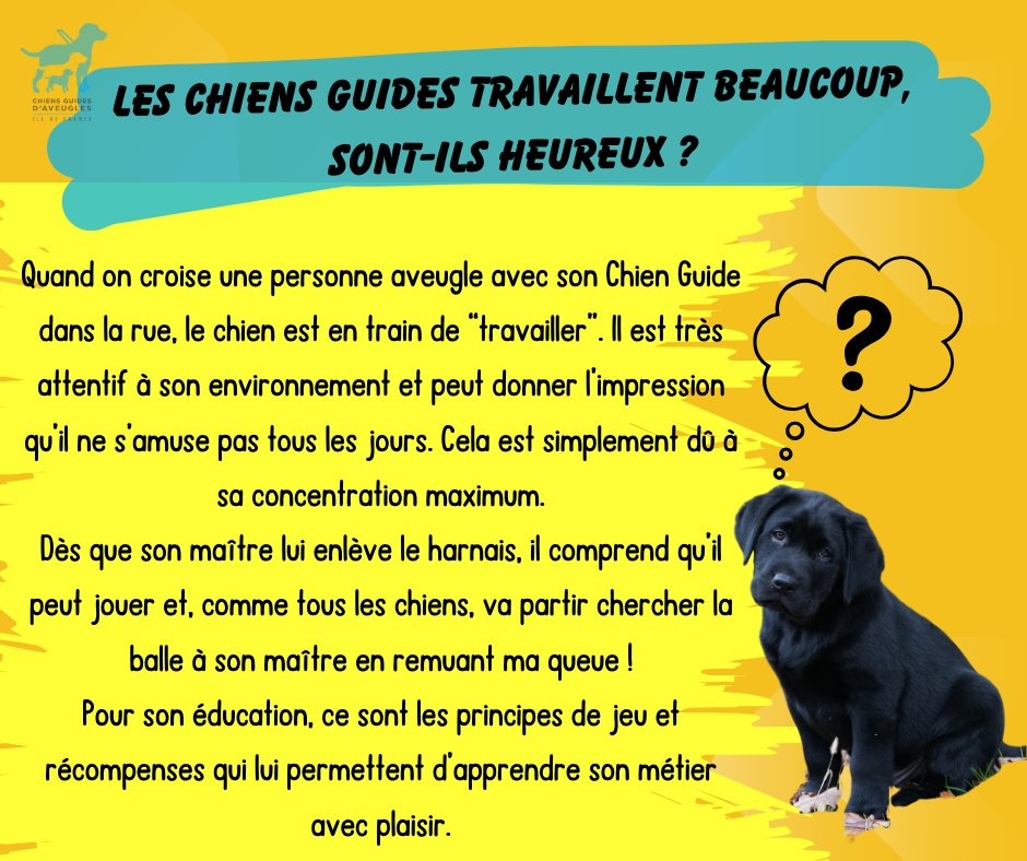 Chiens Guides IDF tweet media