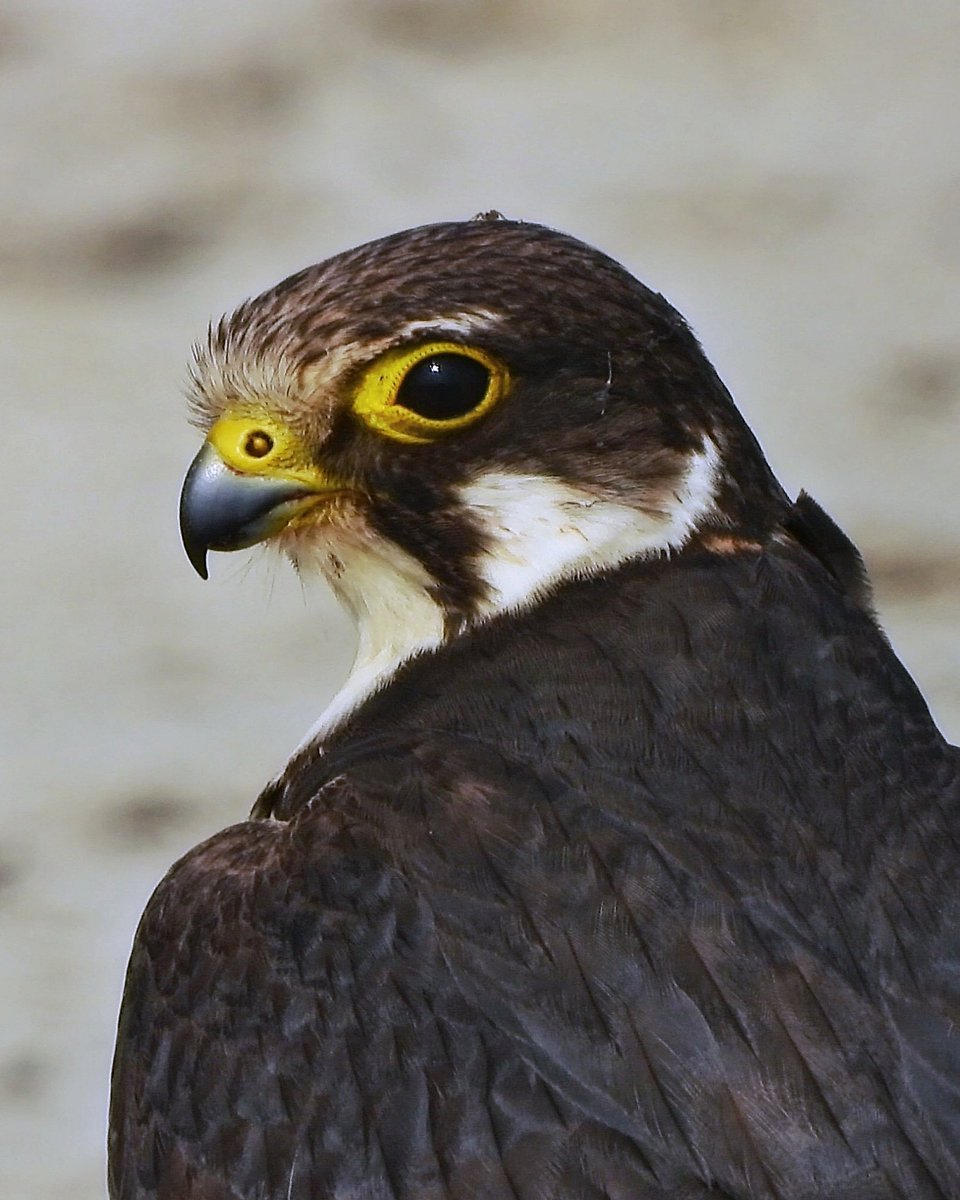 'SPIDER'
Eurasian Hobby 
Shambhar Lake, Jaipur Rajasthan
15102023
#indiAves #hobby #eurasian #spider 
#habitat #portrait #raptor #wildlifeweekwithnikon
#vanakriti
#natgeo 
#naturephotography 
#nature_of_our_world 
#nationalgeographic_ #nature_perfection 
#netgeotravelindia