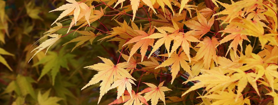 Coral Bark Maple - One of over 60 varieties of maple now available at Sky.