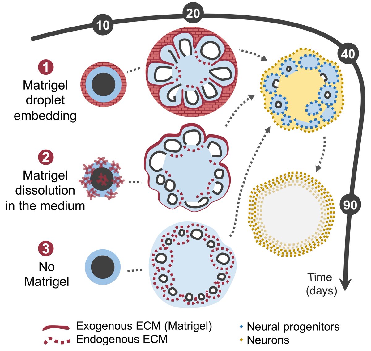 The Knoblich Lab (@knoblich_lab) on Twitter photo 📢 We’re live at the <a href="/embojournal/">The EMBO Journal</a>!
🌐 tinyurl.com/39xdttna
Human telencephalic organoids cultured in the absence of Matrigel endogenously produce and self-organize the extracellular matrix, without affecting programs of neuronal differentiation.
Led by <a href="/catarinacsmc/">Catarina Martins Costa</a> 👩🔬
🧵 1/5 📢 We’re live at the <a href="/embojournal/">The EMBO Journal</a>!
🌐 tinyurl.com/39xdttna
Human telencephalic organoids cultured in the absence of Matrigel endogenously produce and self-organize the extracellular matrix, without affecting programs of neuronal differentiation.
Led by <a href="/catarinacsmc/">Catarina Martins Costa</a> 👩🔬
🧵 1/5