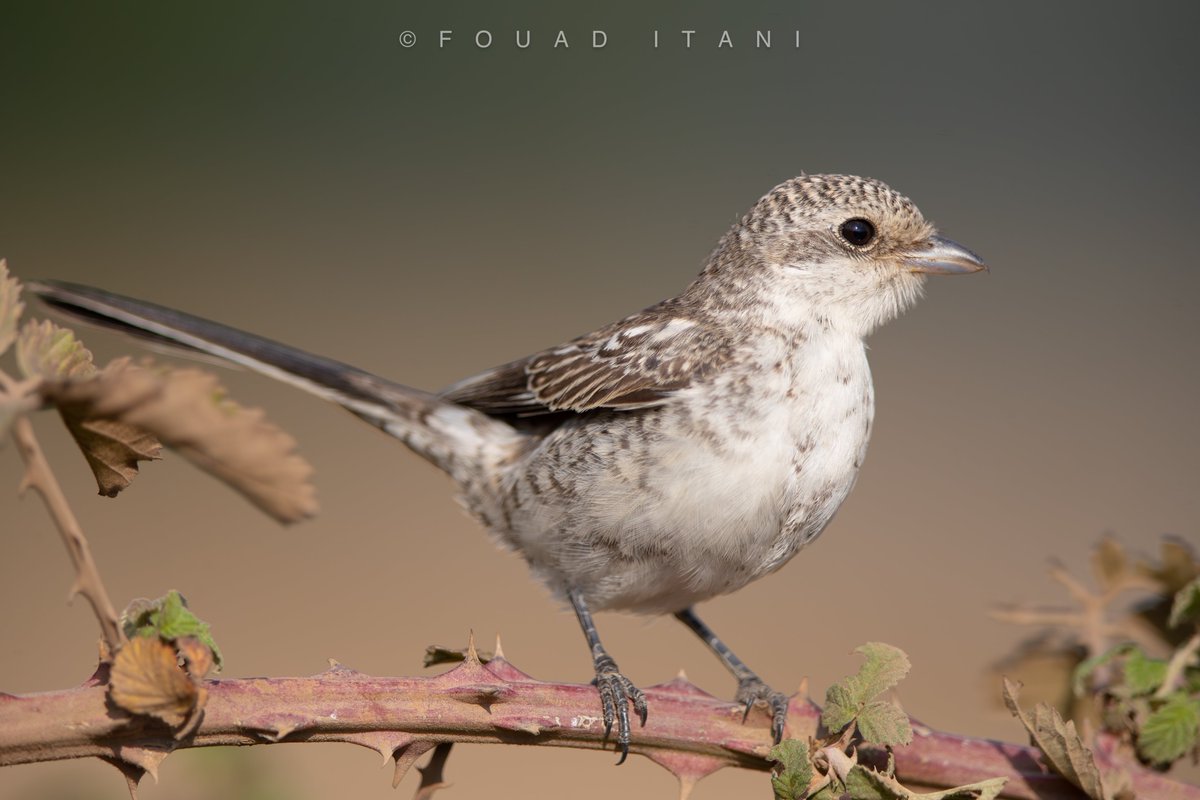 BirdsLebanon's tweet photo. The Masked Shrike is a common and widespread passage migrant and a summer breeder in most montane areas.Frequents open areas with sparse vegetation and scattered trees and open woodland.

#birdwatching #canonphotography #natureconservation #birdlife #wildlifephotography #bird https://t.co/chN833uDUP