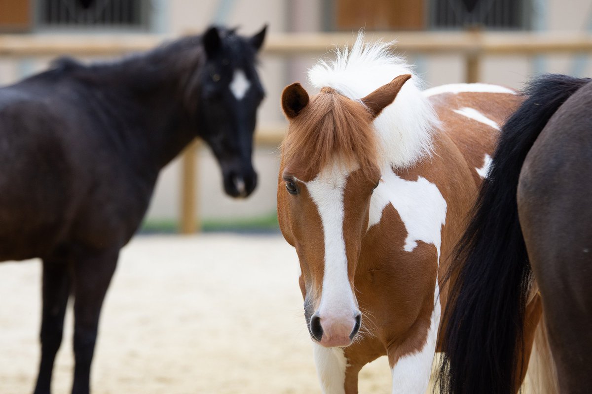 DeauvilleFr's tweet image. Les #EquidaysCalvados 🐎 Le programme du jour : une visite guidée "#deauville, un passion pour le cheval", la visite du Haras de la Poterie et journée de formation au @PIC_Deauville.
ℹ️ Info 👉 bit.ly/equidays-2023
@CalvadosDep
#MonCalvados #Calvados #Cheval #Normandie