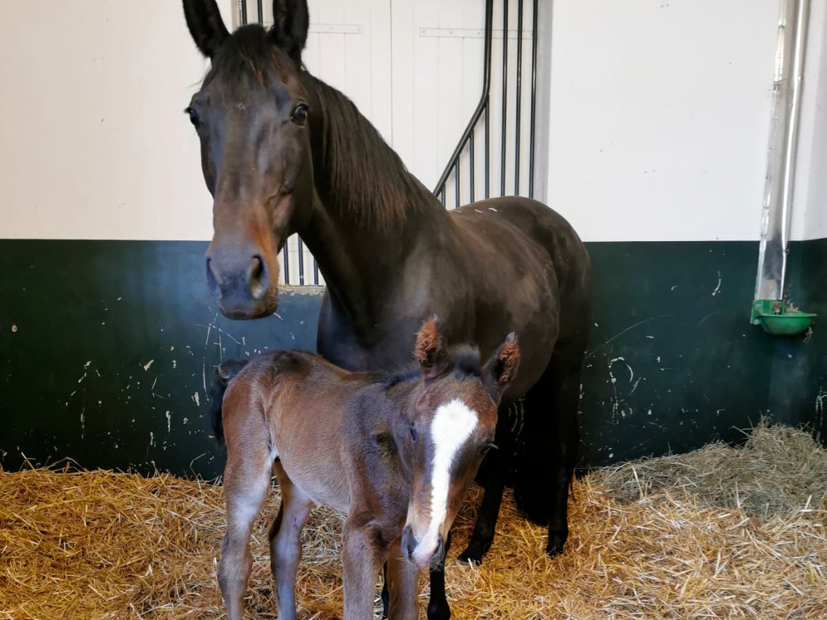 DeauvilleFr's tweet image. Les #EquidaysCalvados 🐎 Le programme du jour : une visite guidée "#deauville, un passion pour le cheval", la visite du Haras de la Poterie et journée de formation au @PIC_Deauville.
ℹ️ Info 👉 bit.ly/equidays-2023
@CalvadosDep
#MonCalvados #Calvados #Cheval #Normandie