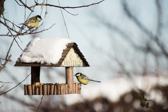 This fall and winter, create a wildlife friendly garden right in your backyard. Winter gardens can be full of life. Whether your focus is food production or wildlife habitat, here are a few tips:

#PeoplesGarden 🧵