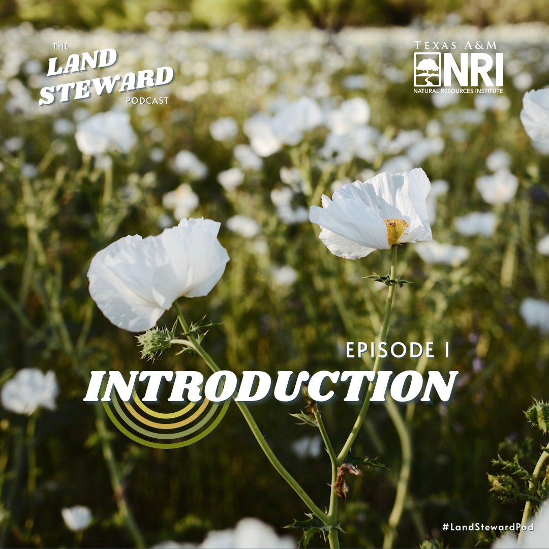 It's here! Listen to the first episode of The Land Steward Podcast for an introduction to our host and the work we do here at NRI. Make sure to share us with all the land stewards in your life 🌿#LandStewardPod 
Spotify: bit.ly/landstewardpod
Apple: apple.co/46yhgT0