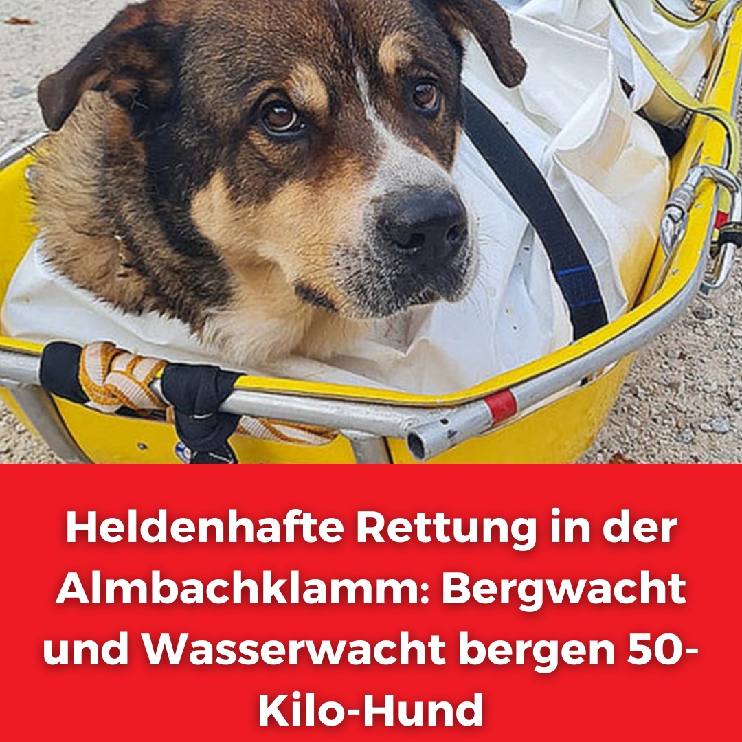 BERGSTEIGER Magazin tweet media
