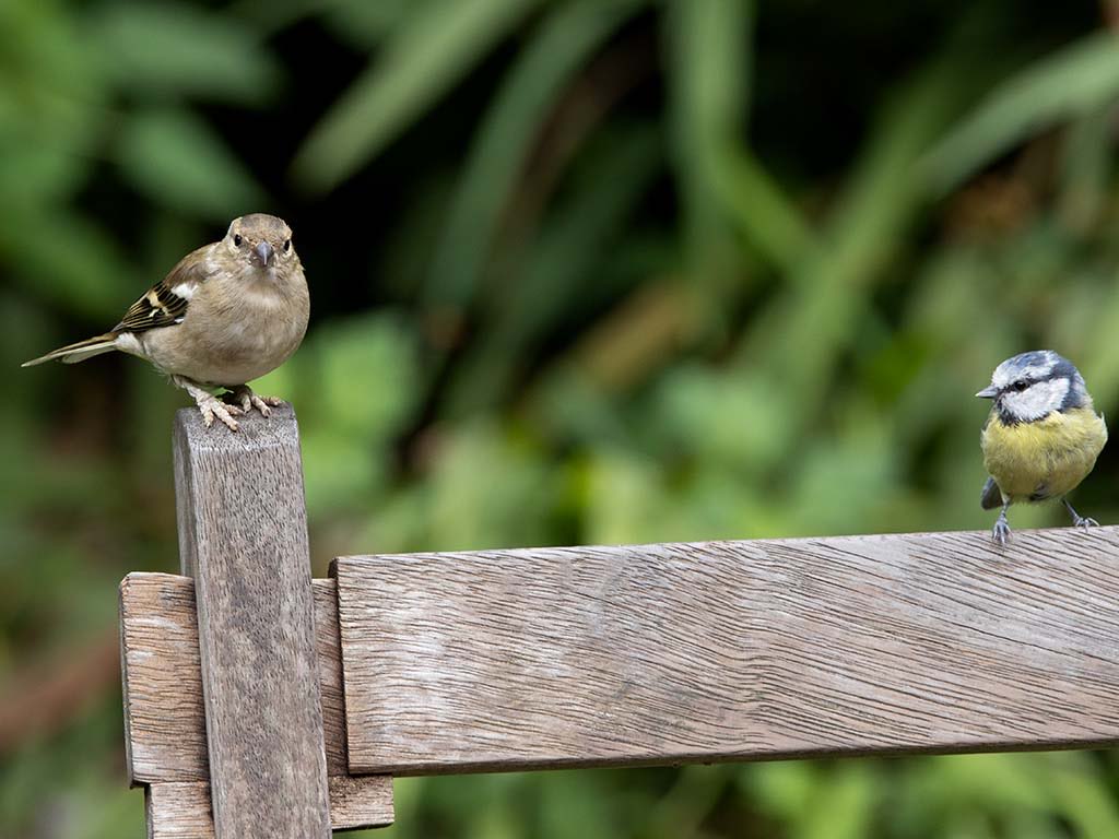 Blue Tit to the Chaffinch ‘what’s up with your feet love’ ?