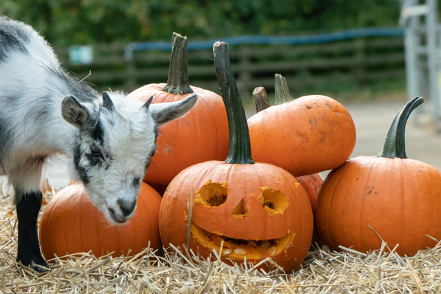 Still time to enter our @CannonHallFarm Pumpkin Festival competition - details below on how to enter... rotherhamadvertiser.co.uk/news/people/wi…