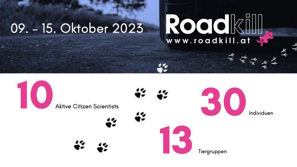 Wieviele überfahrene Tiere vergangene Woche in unserem #citizenscience Projekt gemeldet wurden, könnt ihr hier sehen.  Welche genau, findet ihr auf der Projektseite: roadkill.at/erfolge/woeche…