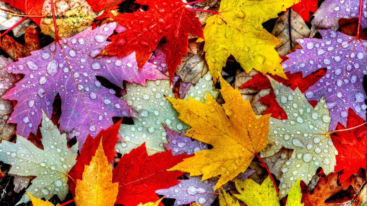 DavidRosowsky's tweet photo. As a native New Englander, I always look forward to the fall colors. Now I look a little harder for the purple.π
@KState @KStateAlumni
#MHK #KS #NewBoston https://t.co/chy1lKiVdT