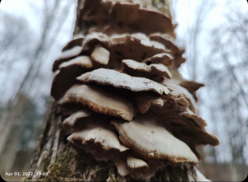 _CosmicZest's tweet photo. Mushrooms are kinda mind blowing. https://t.co/nqppn6Mwth