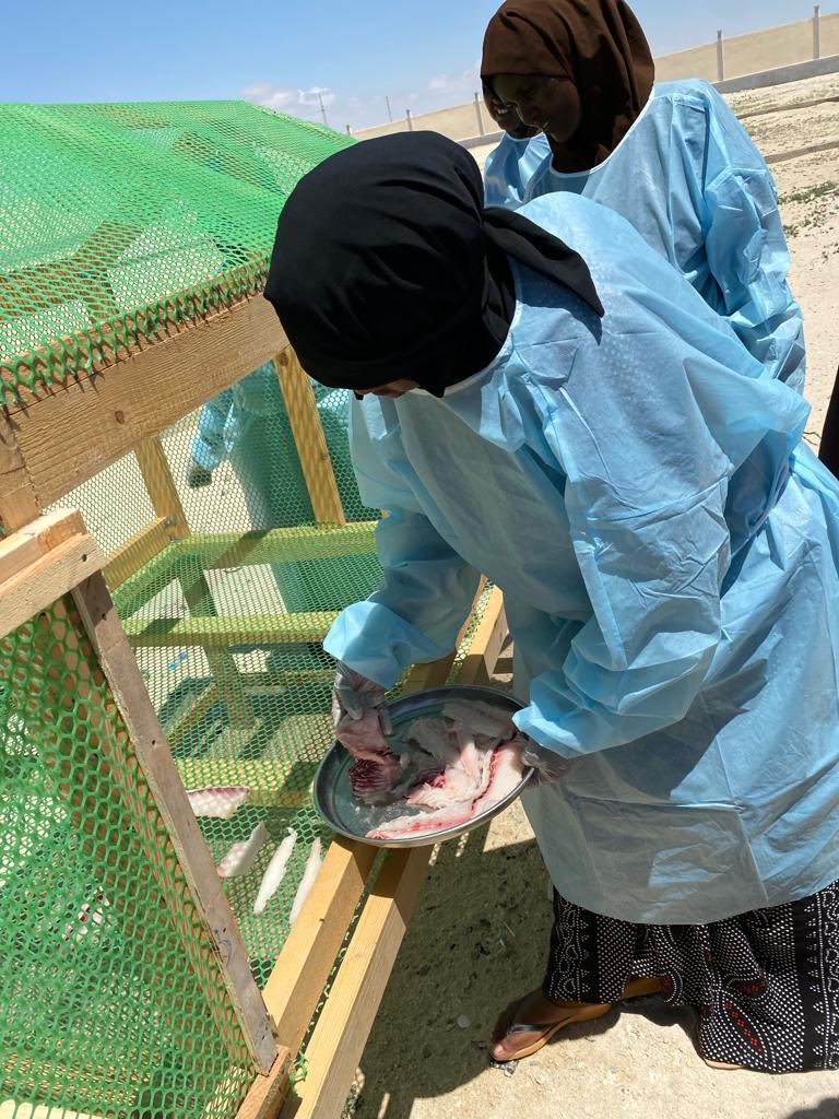 20 Female from Hobyo Fishing cooperatives have been trained by <a href="/mfmrgm/">Ministry of Fisheries and Marine Resources of GMS</a>. The training was focusing on fish processing, drying and packaging skills. The training was a part of the RAAISE Project which is Funded by EU under ILED Project through FAO.
