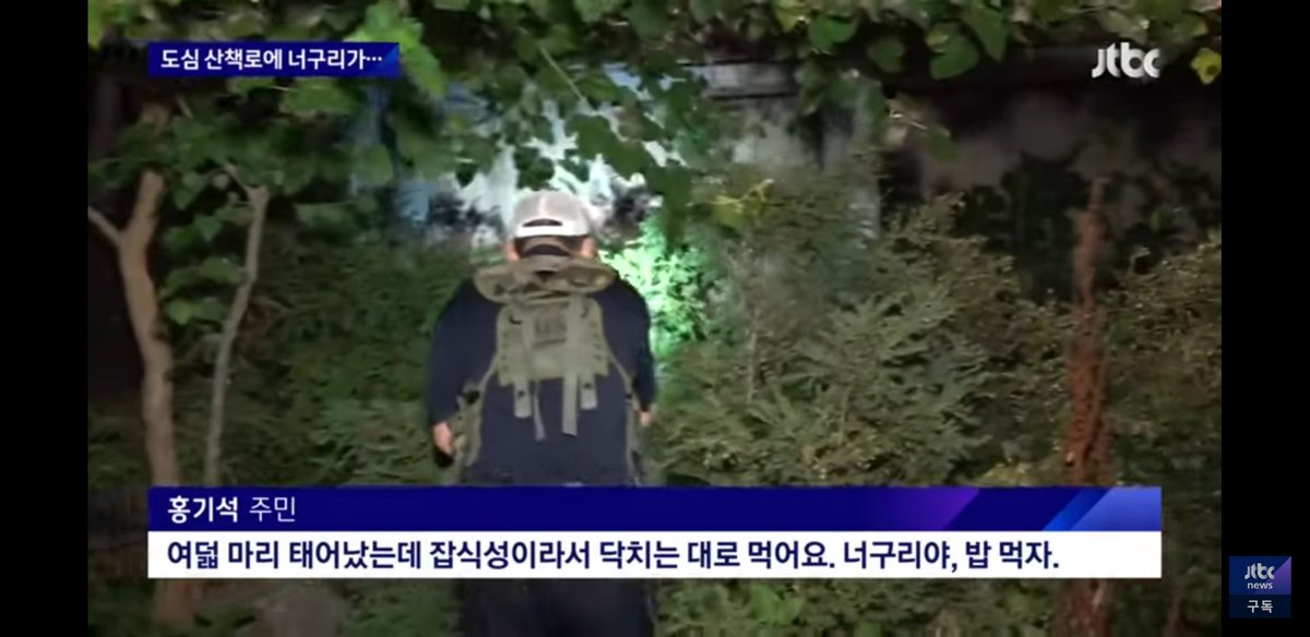 WkfxjfrP's tweet image. 서울 도심에 너구리 출몰했을 때 서울사람들 인터뷰 봤는데 다들 레전드임