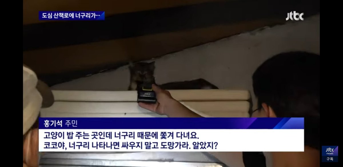 WkfxjfrP's tweet image. 서울 도심에 너구리 출몰했을 때 서울사람들 인터뷰 봤는데 다들 레전드임