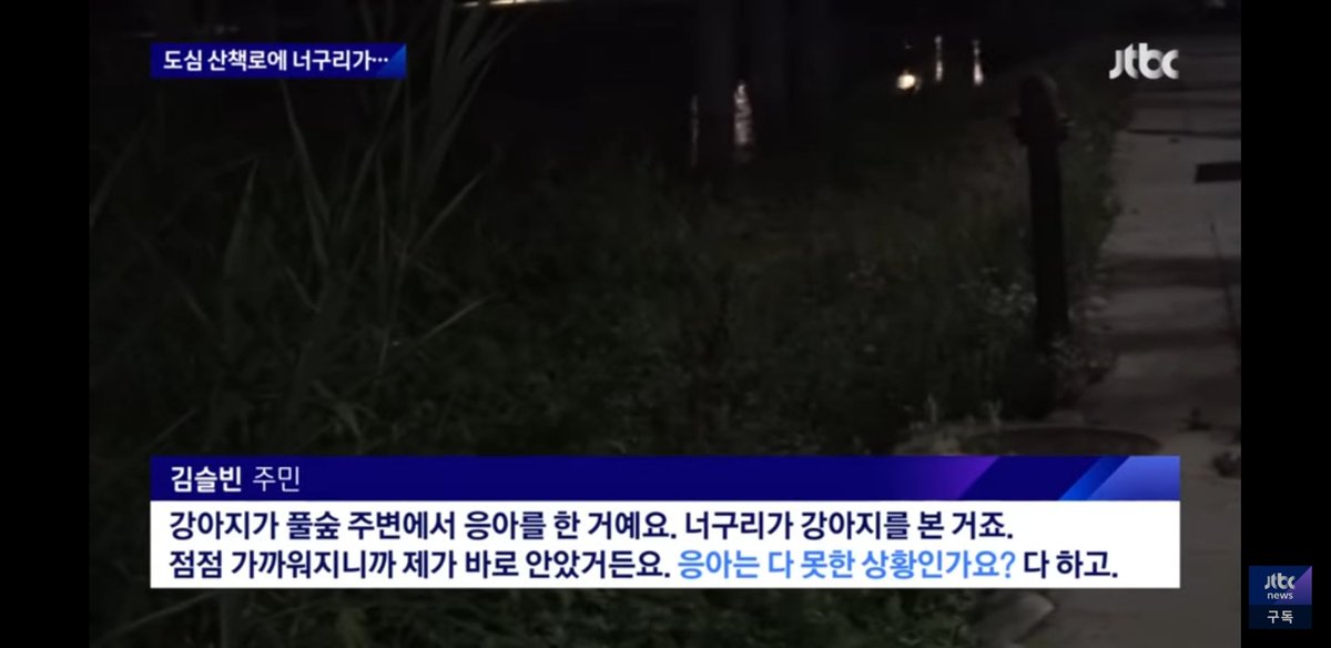 WkfxjfrP's tweet image. 서울 도심에 너구리 출몰했을 때 서울사람들 인터뷰 봤는데 다들 레전드임