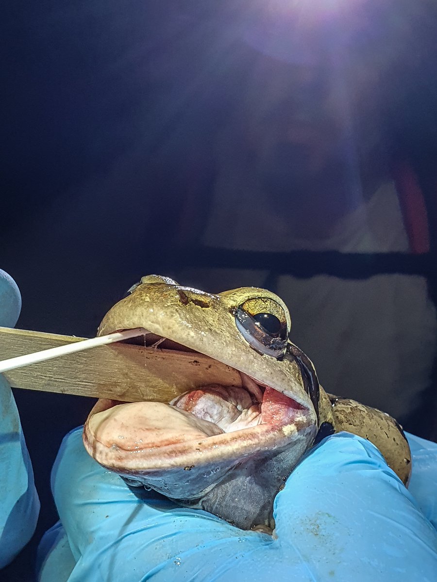 🚨 Urgent Conservation Alert 🚨 

The mountain chicken — one of the world’s largest frogs — is on the brink of extinction. 

New data shows less than 50 remain in the wild, with the Caribbean island of Dominica being their last refuge in the wild 🐸🌍 

#SaveTheMountainChicken