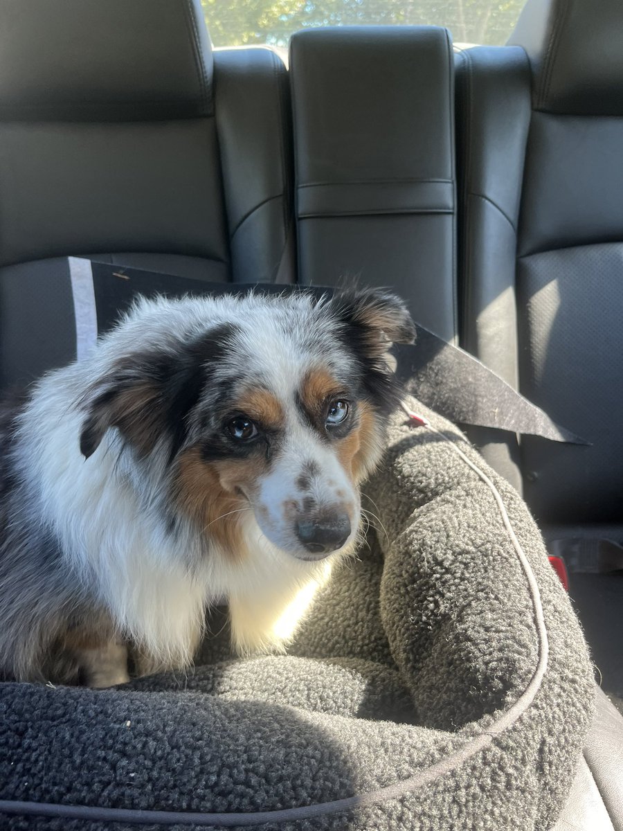 alexaroot's tweet photo. I can't believe I have a dog now 🥹 https://t.co/lAMVqtCUpR