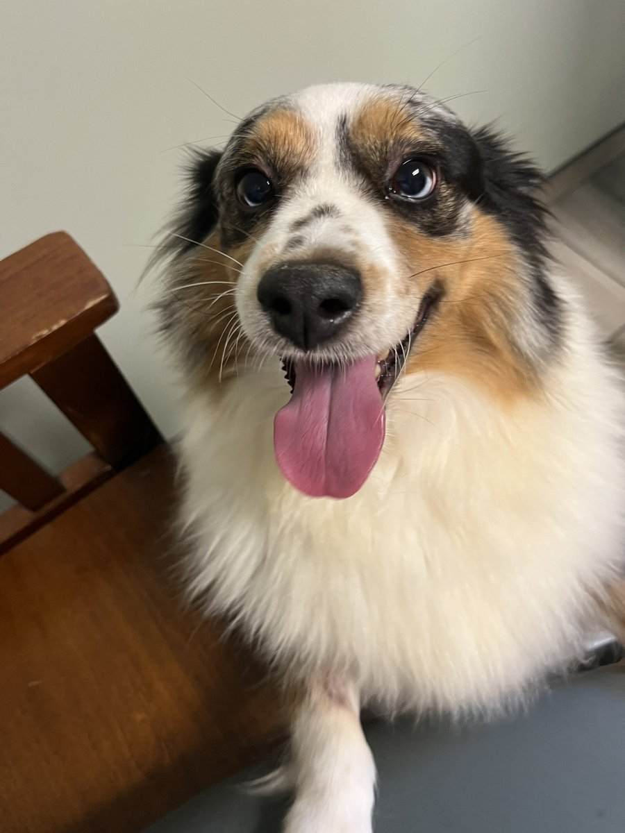 alexaroot's tweet photo. I can't believe I have a dog now 🥹 https://t.co/lAMVqtCUpR