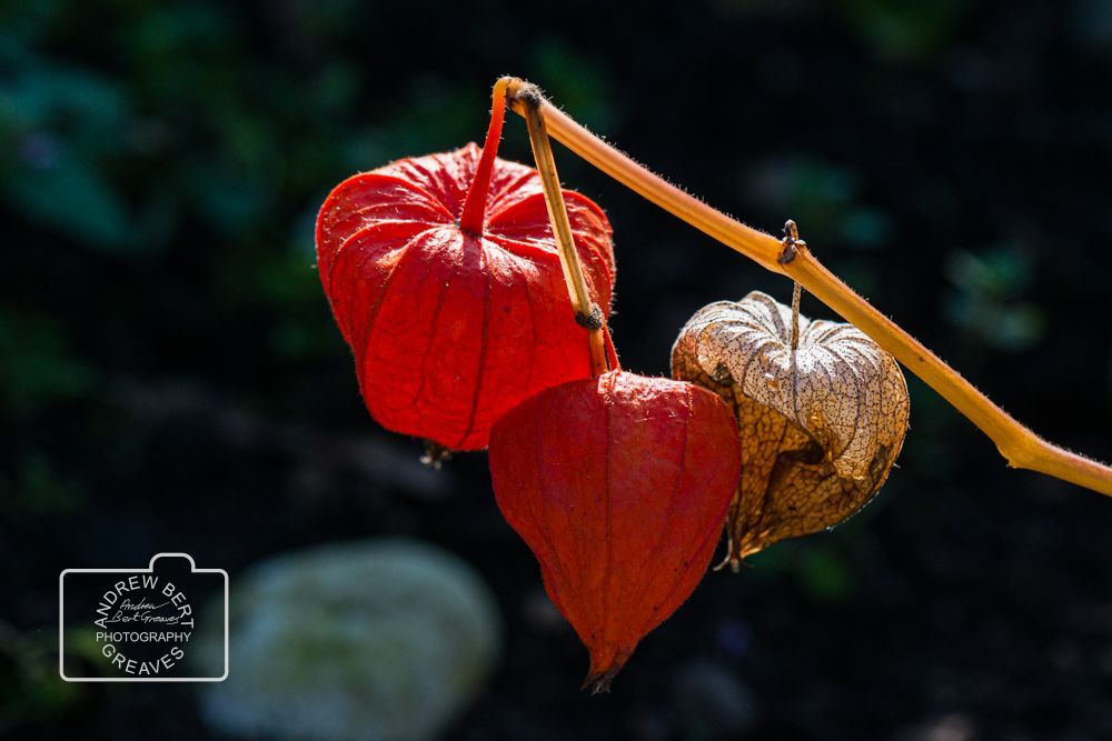 Chinese lantern plant (Alkekengi officinarum)

#macromonday #mondaymacro #naturephotography #naturalworld #nature #macrophotography #macro #nikon #closeup #closeupphotography #cupoty  #Chineselantern #Physalisalkekengi #Alkekengiofficinarum #garden #bladdercherry #Japaneselantern