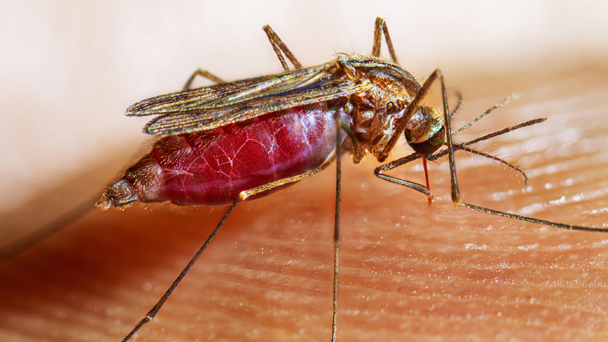 Clinicians: Consider a #malaria diagnosis in patients with unexplained fever, history of international travel, & who live in areas where locally acquired malaria & imported malaria cases have been reported. Quick diagnosis & treatment are key bit.ly/mm7241a3