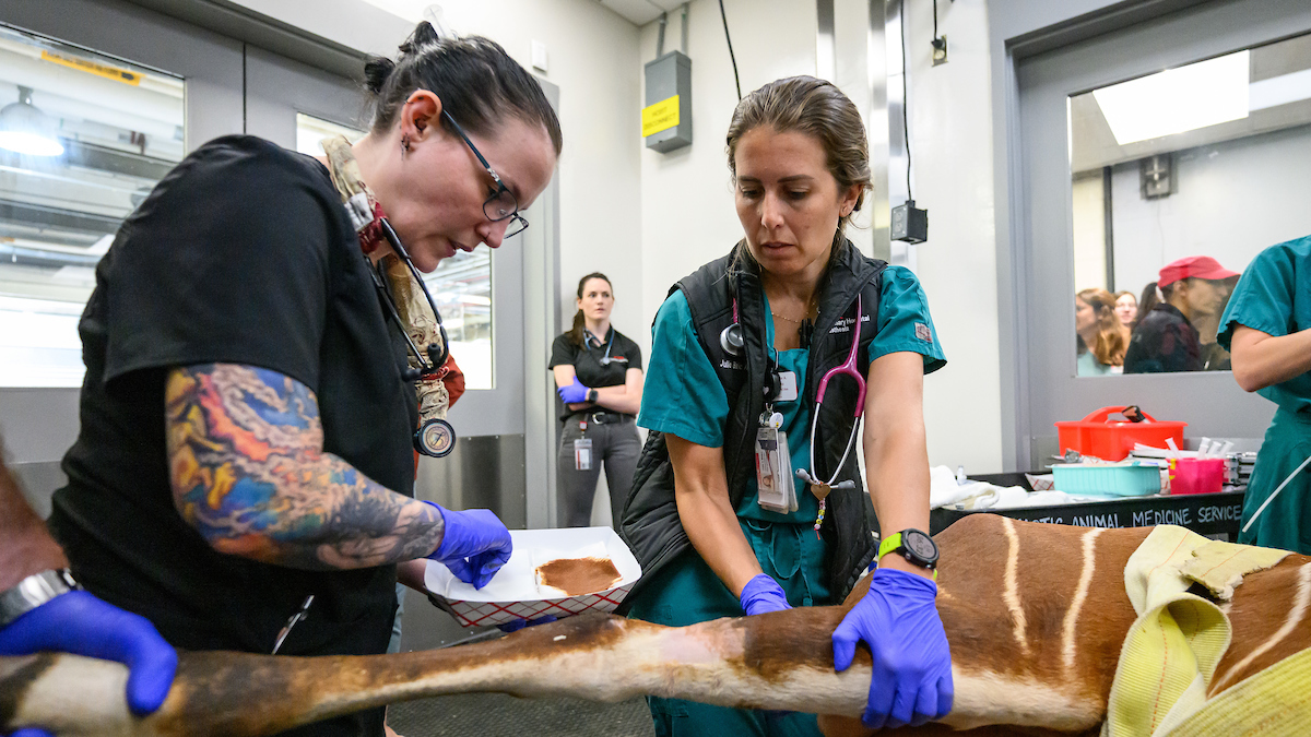 NCStateVetMed's tweet photo. SECOND TO NONE! It's #VetTechAppreciationWeek, and we are so grateful for our top-notch technicians who go above and beyond each day to care for animals. Many techs have been at #NCStateVetMed for years, sharing their skills and keeping our Veterinary Hospital running. Thank you! https://t.co/cXnohbdotN
